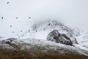 birds-cold-fog-4037-825x550-1
