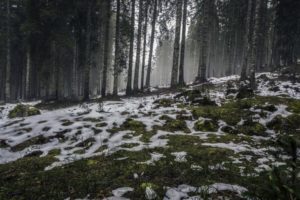 forest-nature-snow-4058-824x550-1