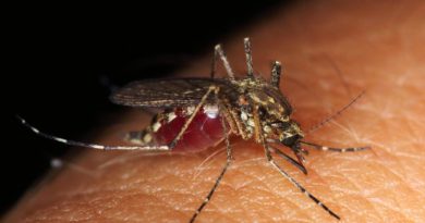 Wirksamer Schutz gegen Malaria-Infektionen !?