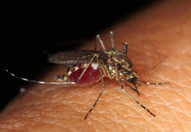Wirksamer Schutz gegen Malaria-Infektionen !?