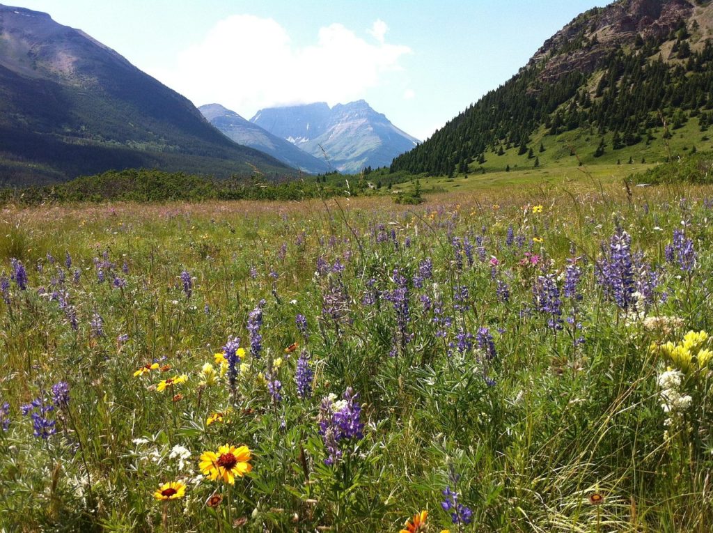 Wildflowers