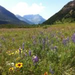 Wildflowers