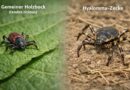 Riesige Hyalomma-Zecken treten zunehmend auch in Deutschland auf